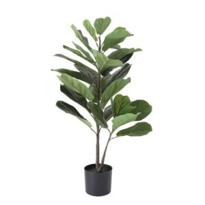 Fiddle Fig Leaf Plant