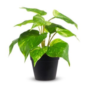 Potted Golden Pothos