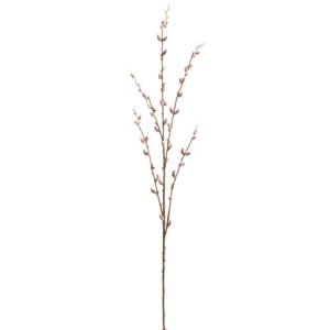 Pussy Willow Branch