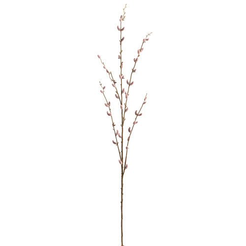 Pussy Willow Branch